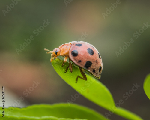 Macro Image of Cute Ladybird crawling alone