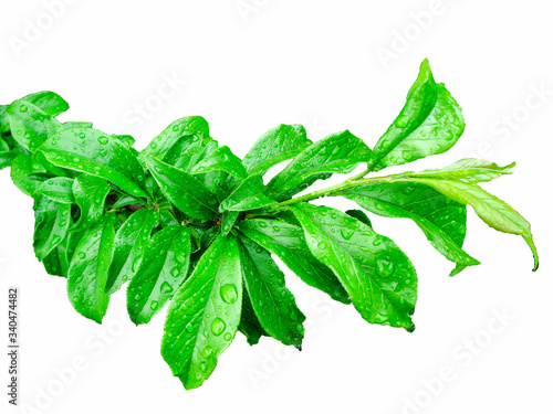 Fresh leaves of cherry. Tree branch. White background