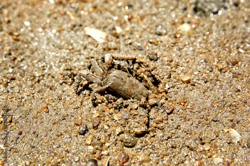 Crab. Yulpo Beach in Boseong-gun, South Korea.
