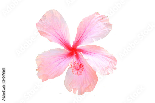 Hawaiian hibiscus flower isolated on white  