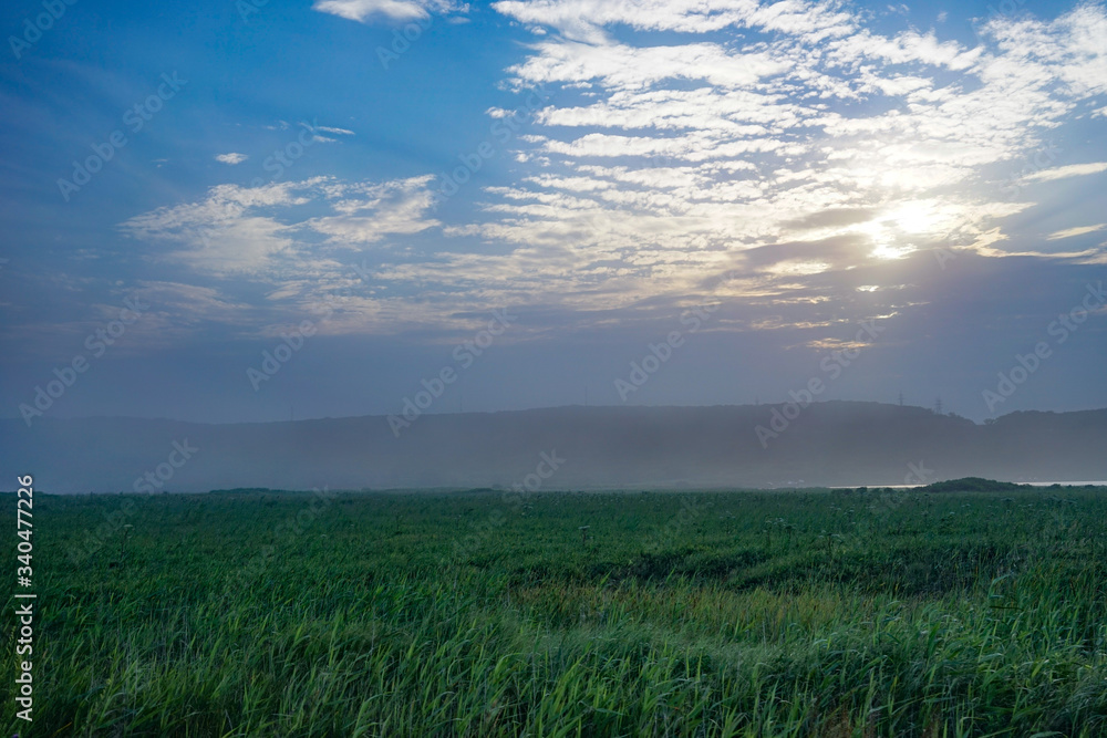 Obraz premium Natural landscape with green reeds under the evening sky