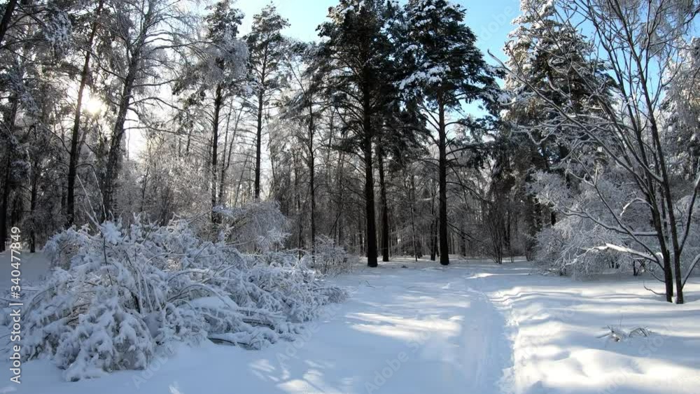 Slow motion video of walking through Siberian winter forest under the snow. Slow motion video of walking through Siberian winter forest under the snow.