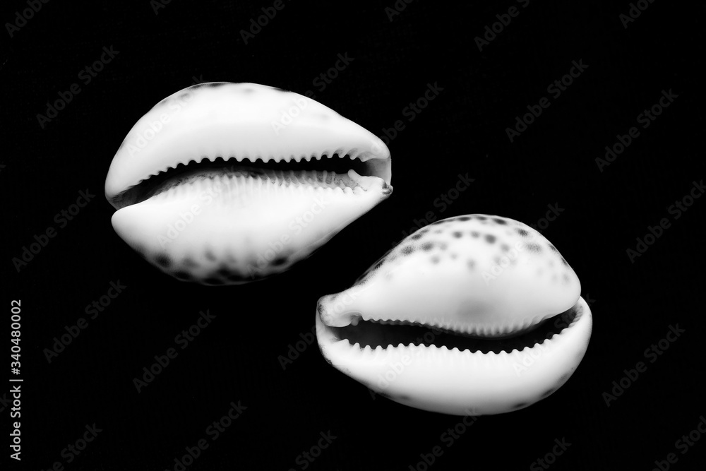 Two decorative shells in black and white isolated on black background