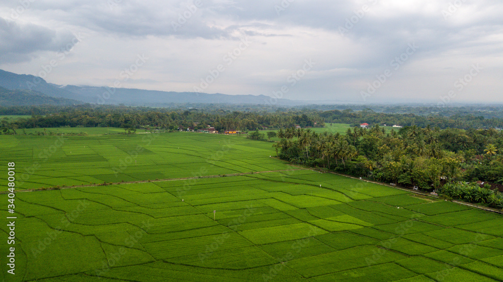 Large rice paddy fields in Nanggulan, Kulonprogo, Yogyakarta