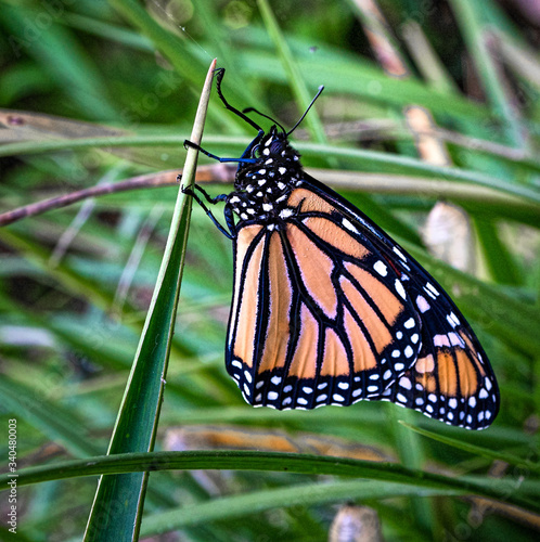 A monarch butterfly drying its wings after emerging from its chrysalis.