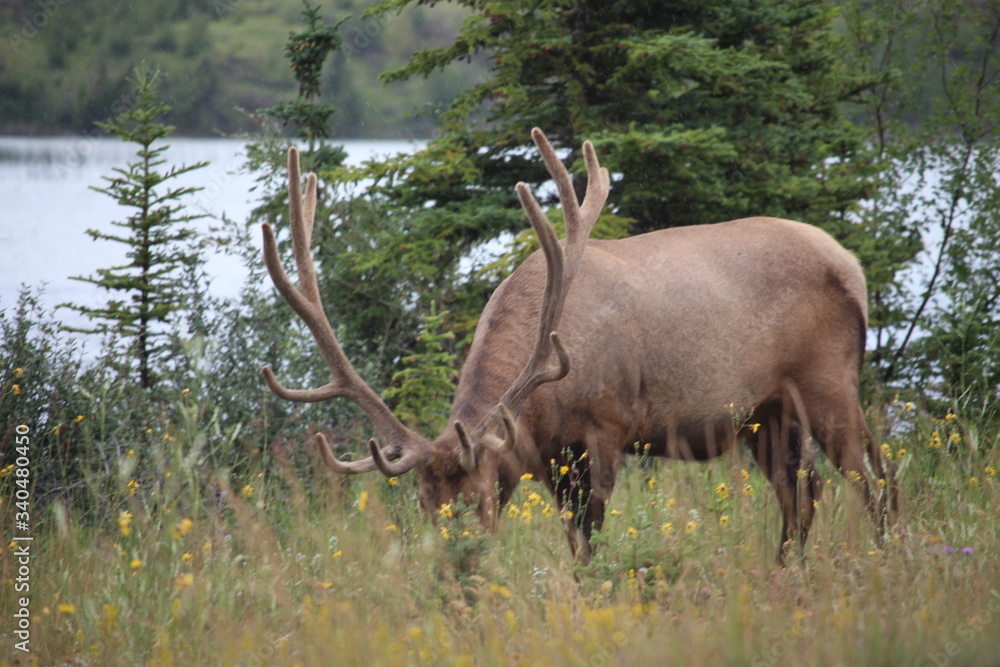Caribou Caribou
