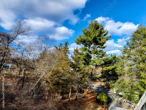landscape with trees