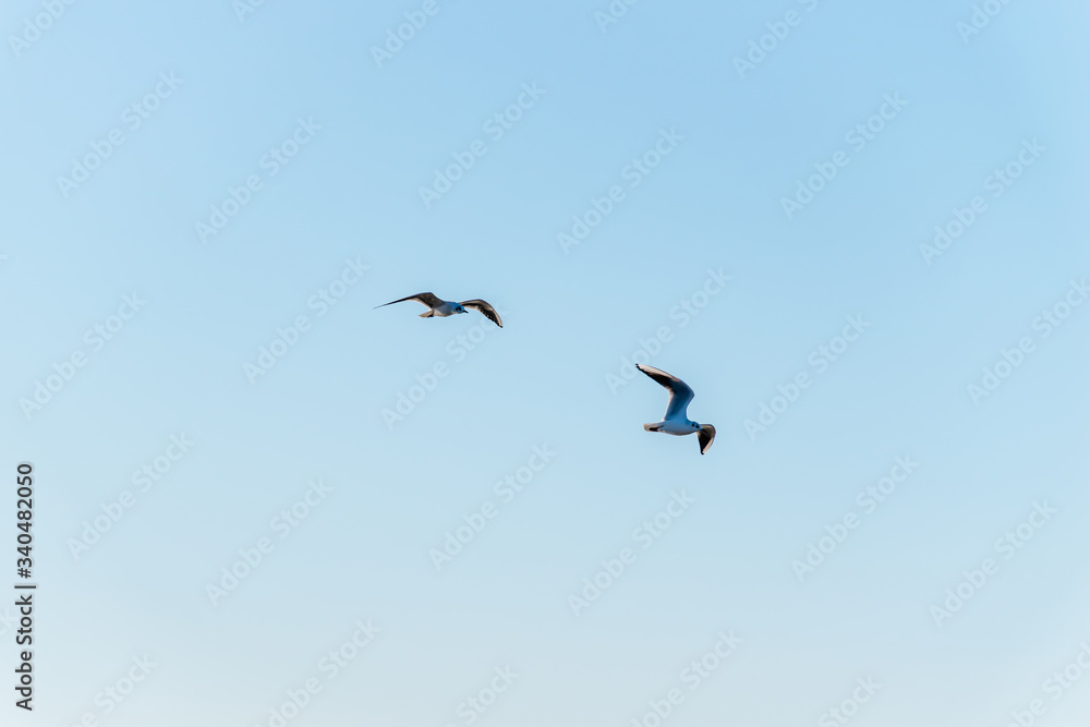 A close-up shot of two seagulls flying high in the clear blue sky (Camargue natural park, Occitanie, France) A close-up shot of two seagulls flying high in the clear blue sky (Camargue natural park, Occitanie, France)