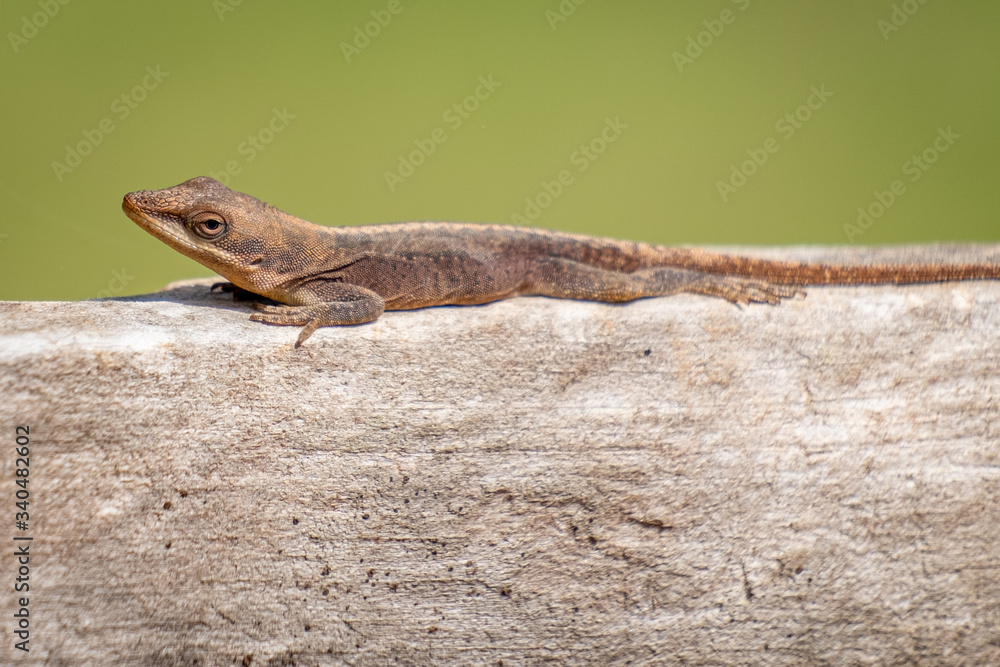 A Carolina anole or green anole looks inquisitive while it rests on a wooden fence. A Carolina anole or green anole looks inquisitive while it rests on a wooden fence.