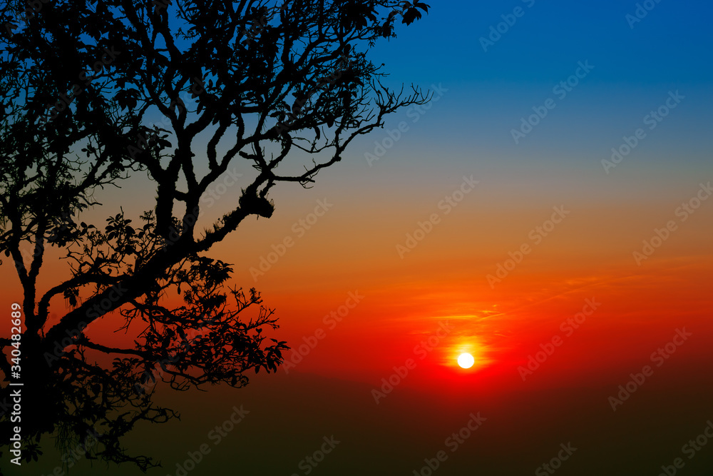 Beautiful tree silhouette in dramatic sunset sky