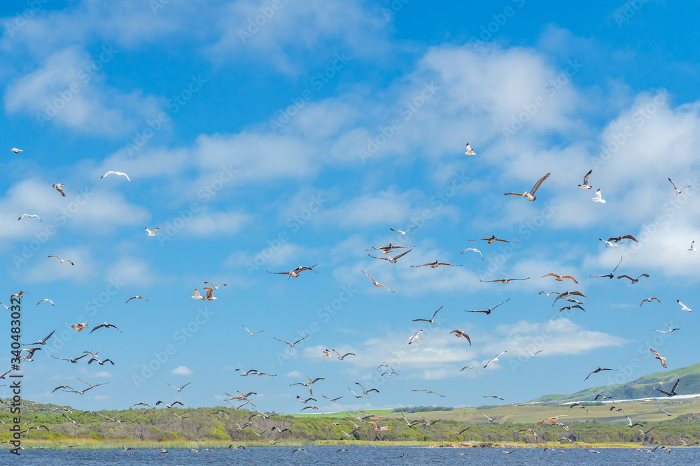 Birds flying over the river. Flock of seagulls and pelicans, beautiful cloudy sky background Birds flying over the river. Flock of seagulls and pelicans, beautiful cloudy sky background