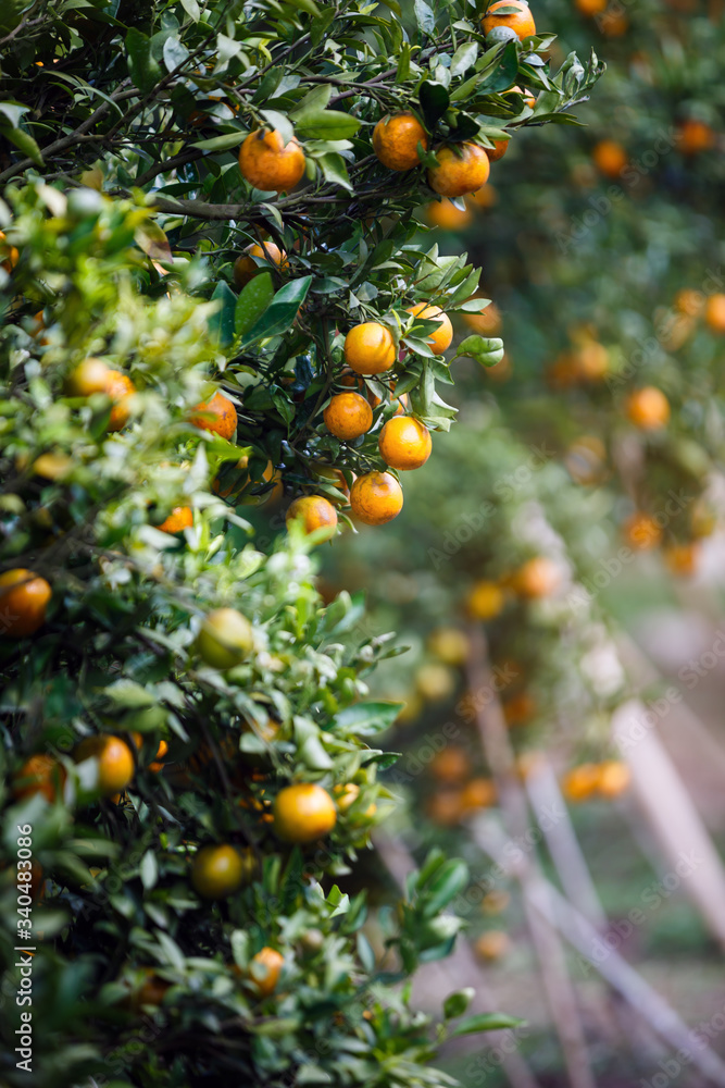 ripe oranges fruit hanging on tree in orange plantation garden , Chiangmai , Thailand