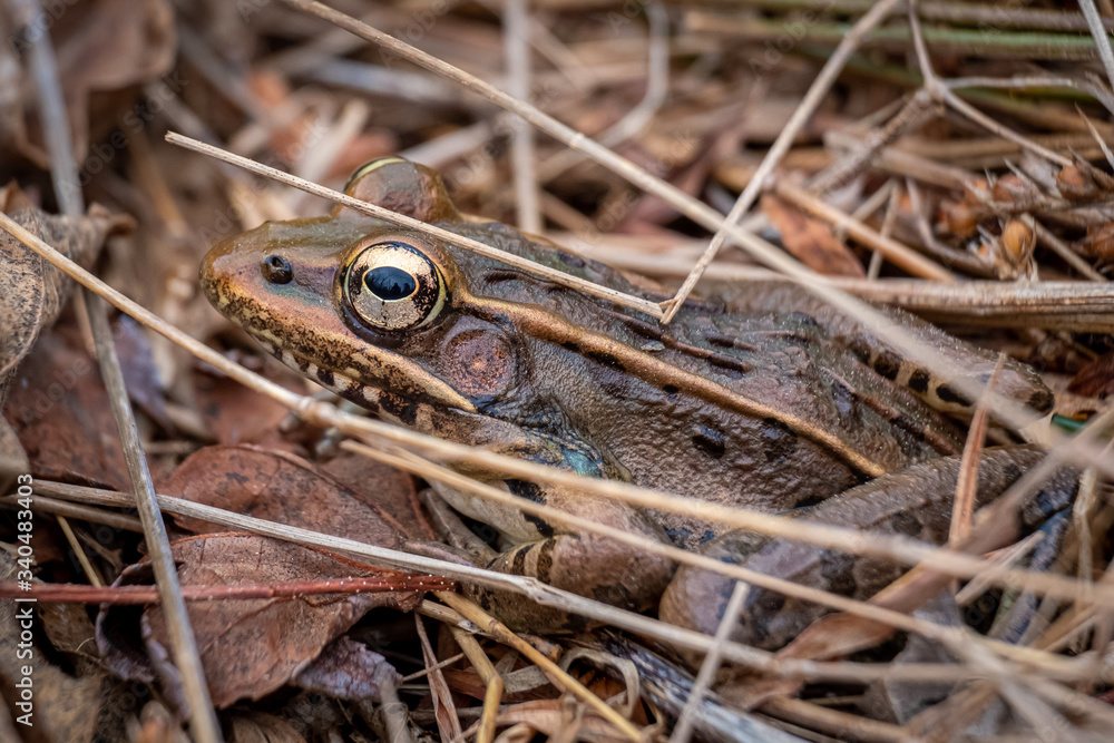Side view of a Southern Leopard Frog with beautiful golden eyes resting by a pond's edge in early spring. North Carolina. Side view of a Southern Leopard Frog with beautiful golden eyes resting by a pond's edge in early spring. North Carolina.