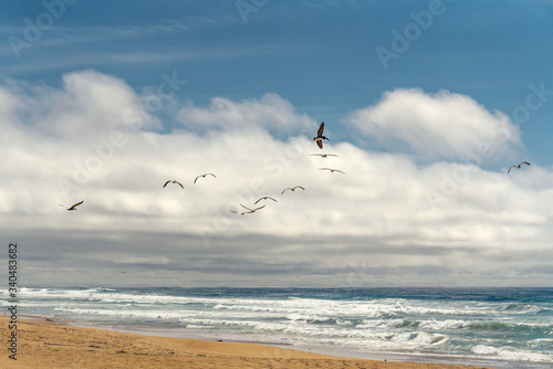 Flock of pelicans flying over the sea. Stormy Pacific Ocean  and beautiful cloudy sky on background