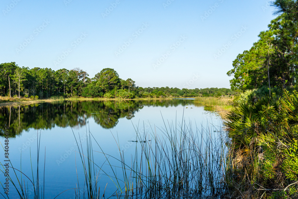 Green pine trees reflected on a smooth lake with clear blue skies, Halpatiokee Regional Park, Stuart, Florida, USA