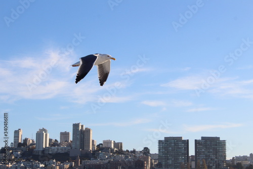 El vuelo de la libertad