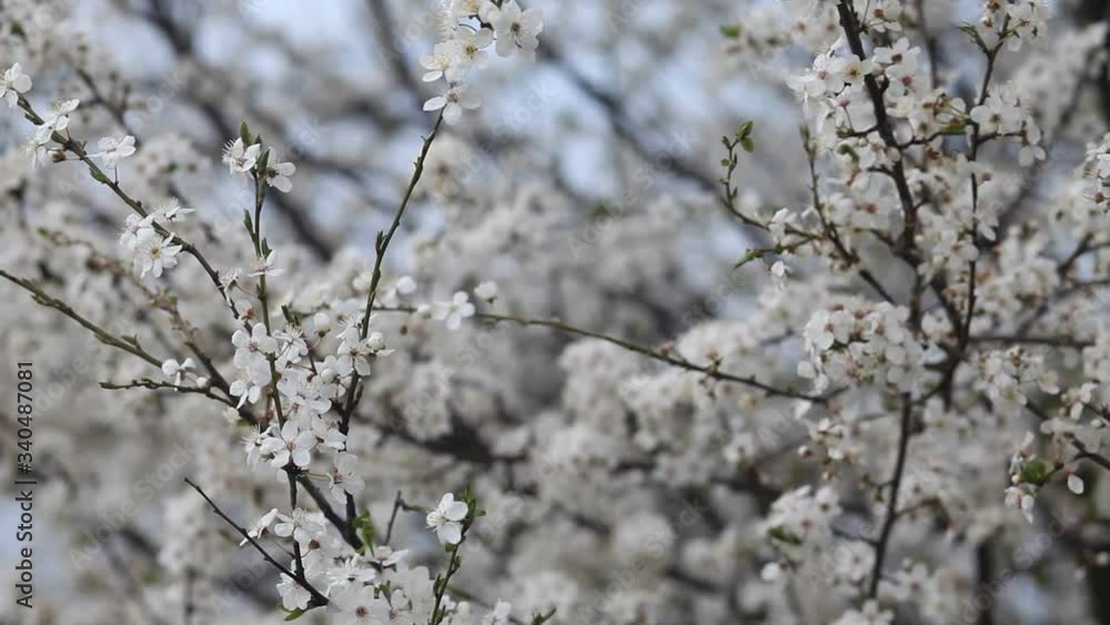 Blooming spring garden on a sunny day. Branches of flowering trees sway in the wind. Blooming spring garden on a sunny day. Branches of flowering trees sway in the wind.