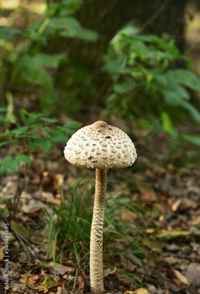 parasol mushroom (Macrolepiota procera or Lepiota procera) in forest Austria.