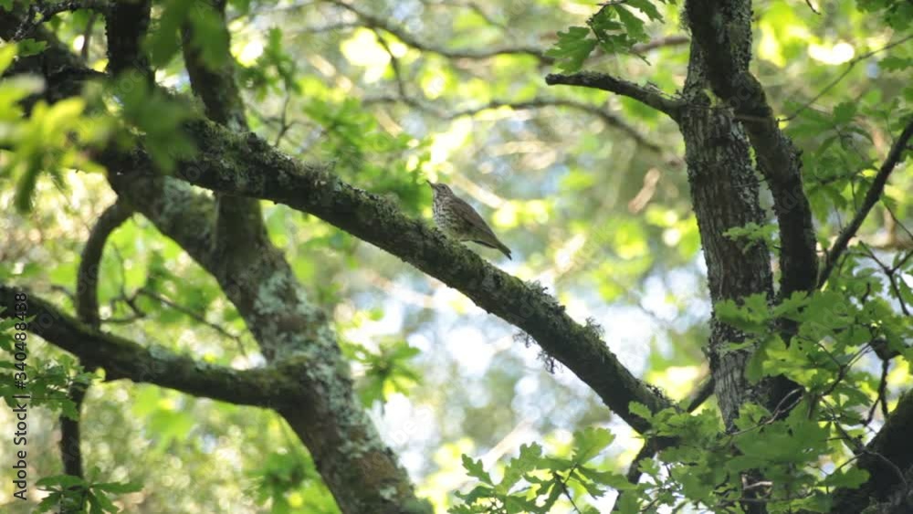 Wood thrush bird in a brunch of a green forest in a spring morning looking around Wood thrush bird in a brunch of a green forest in a spring morning looking around