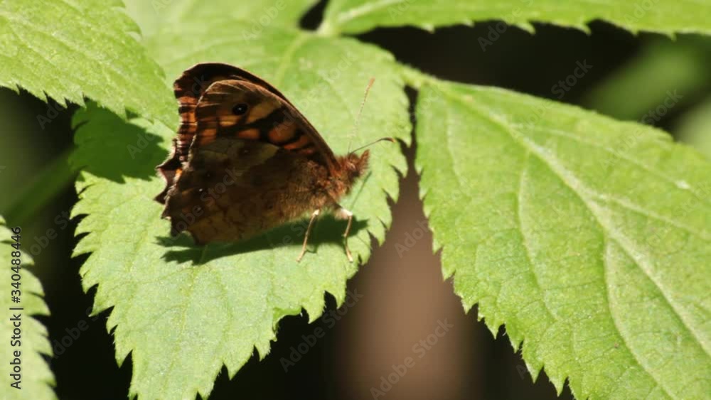 Single pararge butterfly on a green leaf in a sunny summer day in Europe Single pararge butterfly on a green leaf in a sunny summer day in Europe