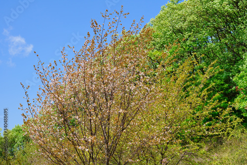 山桜と新緑