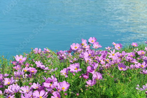 Scenic View of Pink Flowers Field by the Pond