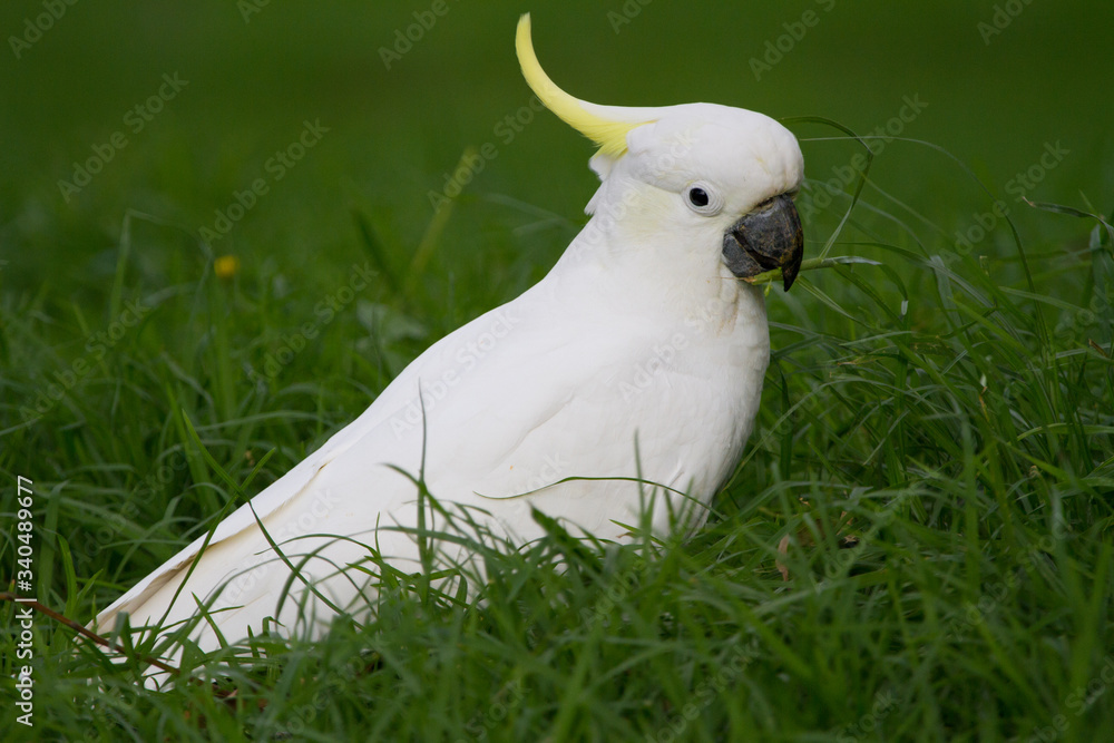 Cockatoo Feeding on the Ground in Melbourne Australia Cockatoo Feeding on the Ground in Melbourne Australia