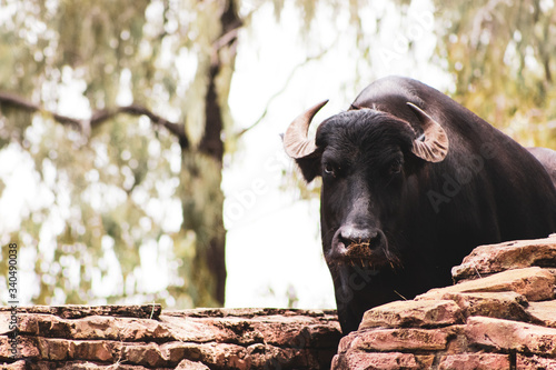 Photography Wild animals in the park