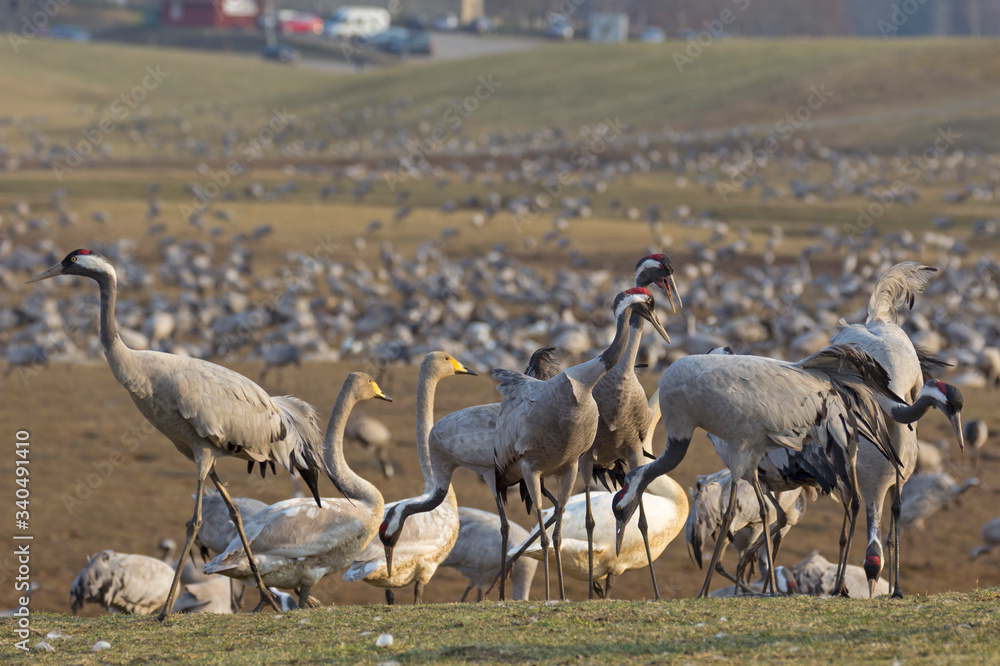 View to the cranes of the Lake Hornborga, Sweden.