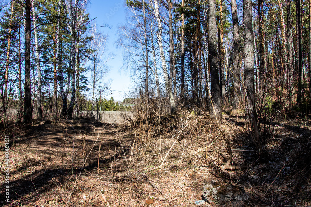 spring forest with dry grass. trees and sunlight
spring forest with dry grass. trees and sunlight
