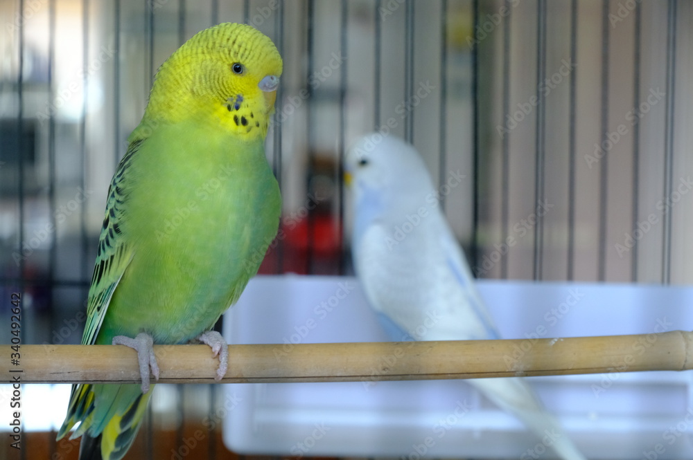 Obraz premium Budgie sitting on the wooden stick in cage. beautiful parrot lovebird 