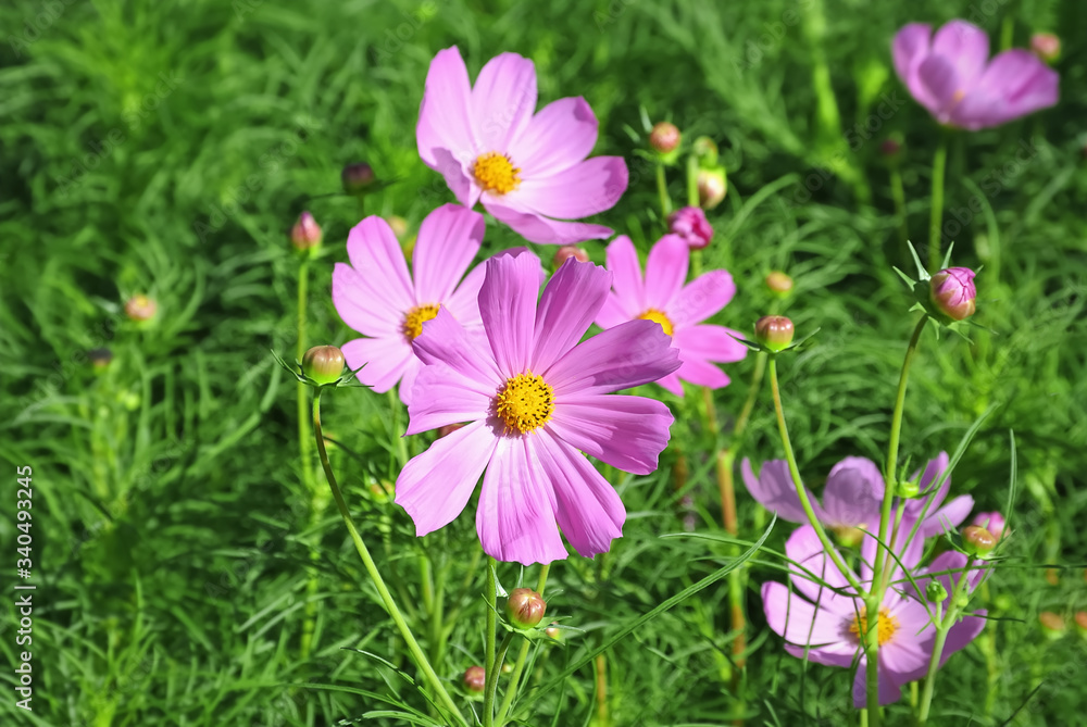 Close-up Pink Flowers with Yellow Pollens in the Field Close-up Pink Flowers with Yellow Pollens in the Field
