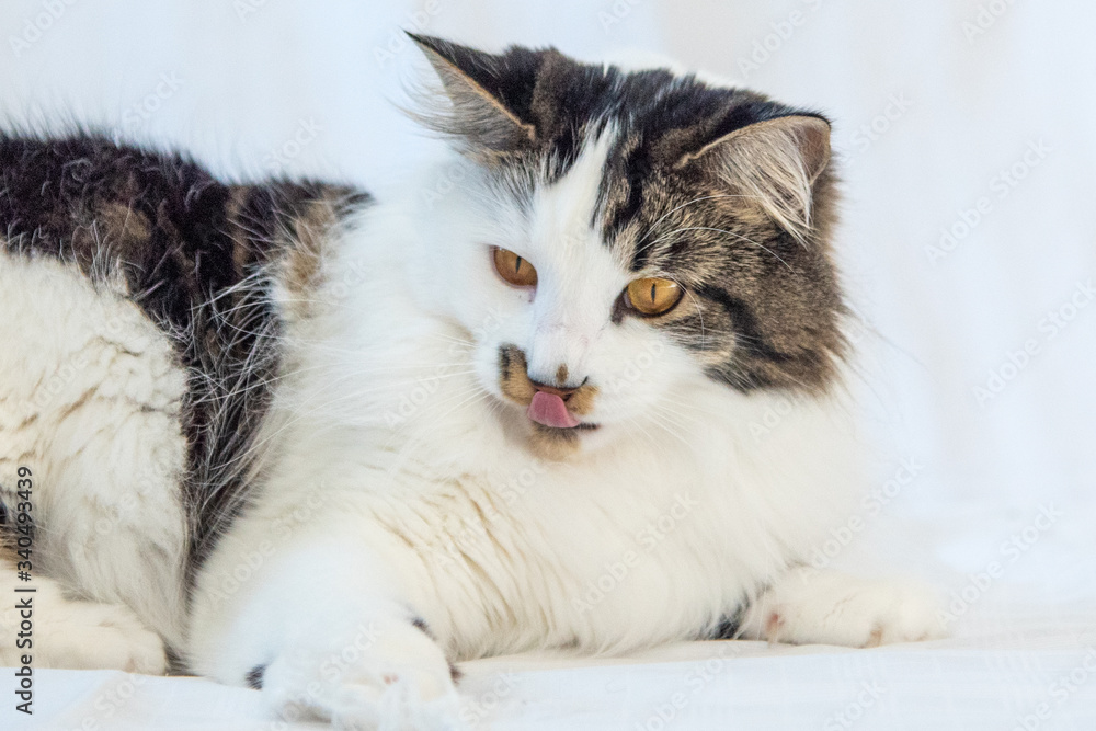 Stunning Maine Coone/Coon cross tabby cat playing with tongue out. White background. Stunning Maine Coone/Coon cross tabby cat playing with tongue out. White background.