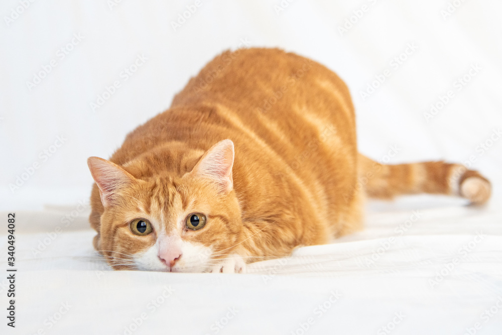 Adorable ginger tabby cat playing with mouth closed, about to pounce, with bright white background. 