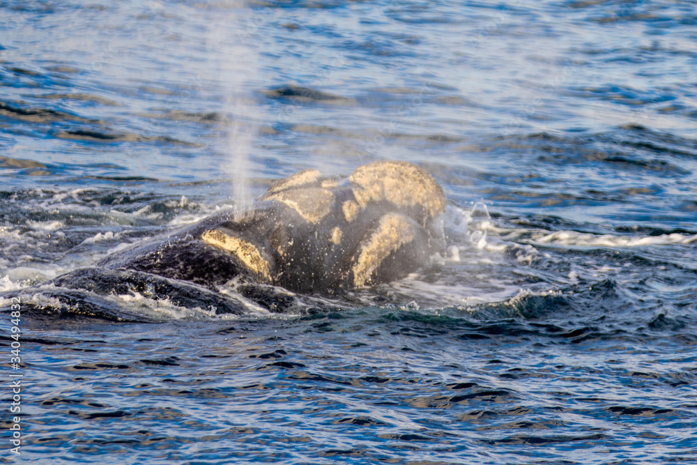 Obraz premium Southern Right Whale come out to the sea surface breathing near Hermanus, South Africa