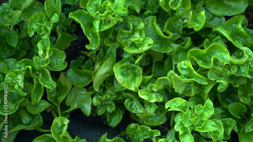 sissoo spinach, also known as Brazilian spinach, 