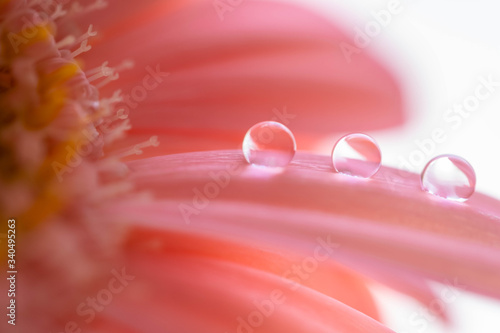 花のしずく
