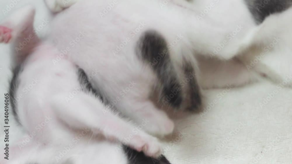 Happy cat mom with newborn kittens. The cat feeds the kittens. animal home lifestyle concept Happy cat mom with newborn kittens. The cat feeds the kittens. animal home lifestyle concept