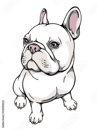 Cute cartoon french bulldog. Vector illustration