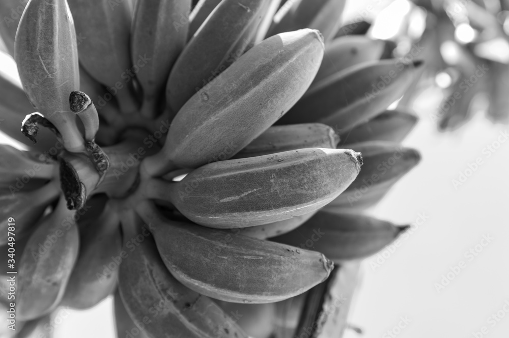Obraz premium Bananas in black and white