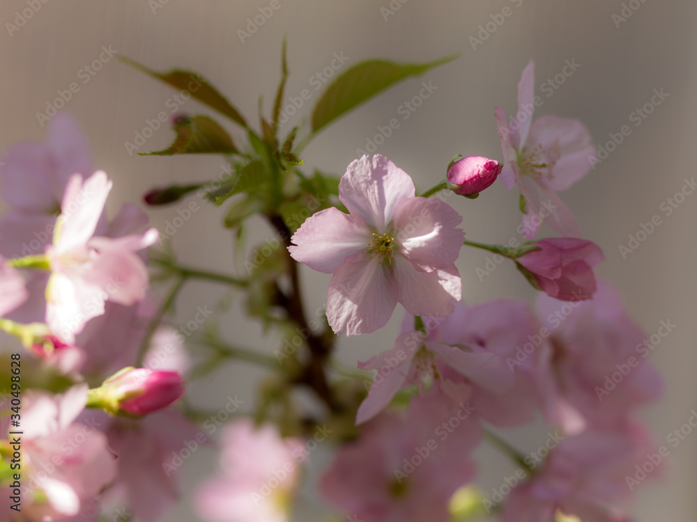 sakura in spring close up sakura in spring close up
