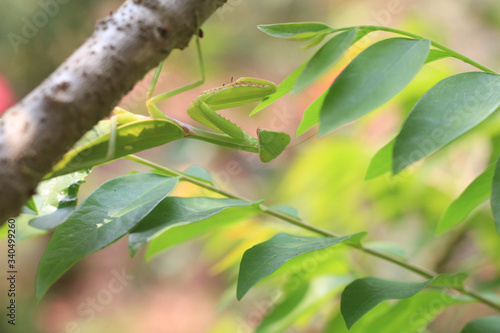 Green praying mantis or Mantis religiosa on tree.