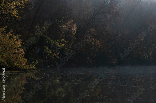 Dawn in the floodplain forest, waking birds in autumn © tamu66