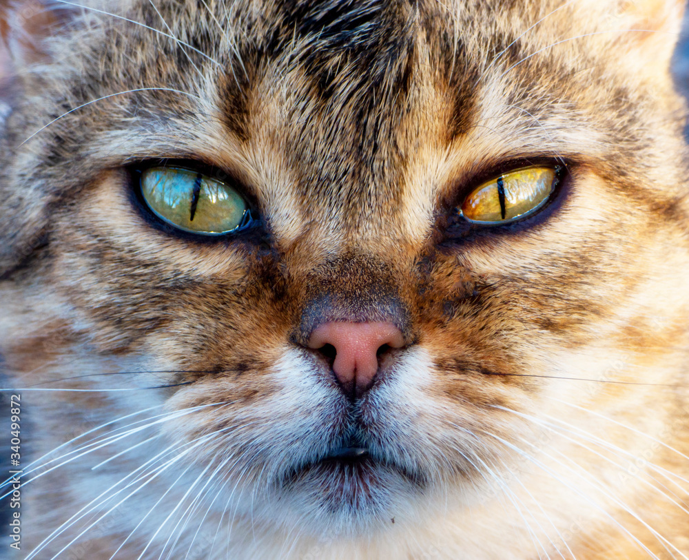 Tabby domestic cat portrait image