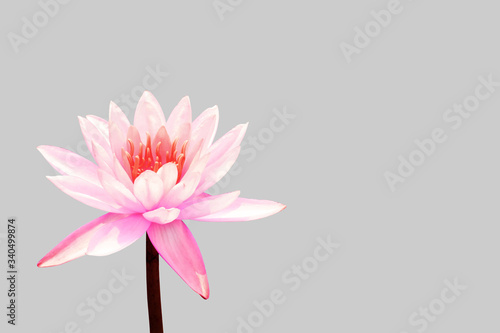 Lotus flower isolated with clipping paths.