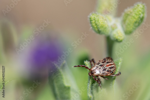 Isolated marsh tick sitting on a flower and waiting for a new victim