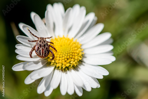 Isolated marsh tick sitting on a flower and waiting for a new victim