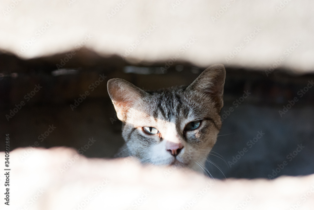 A little cute cat staring to the camera through the concrete hole in the morning sunlight