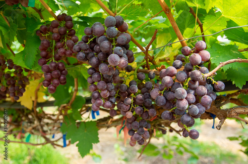 Wallpaper Mural Picture of semi-ripe beauty seedles grapes - closeup Torontodigital.ca