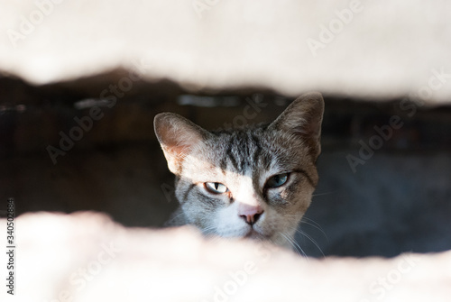 A little cute cat staring to the camera through the concrete hole in the morning sunlight